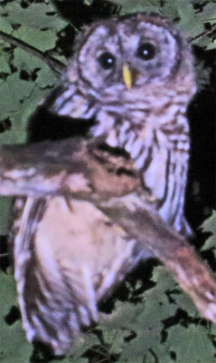 Barred Owl Off Mine Road