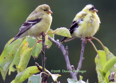 female and male goldfinches...the male needs more feathers!