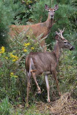 Male and female deer visiting my newest apple tree!