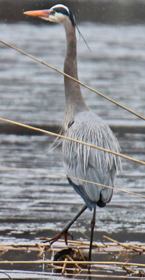 This Great Blue Heron has nuptial plumage