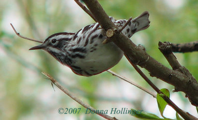 Black and White Warbler in Mount Auburn Cemetery