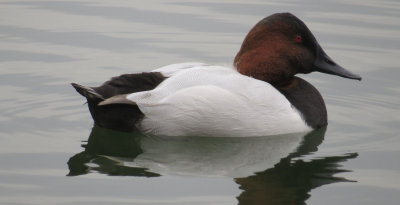 Canvasback Male  5years ago...