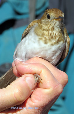 Veery, About to be banded