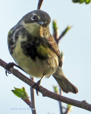 Mourning Warbler = spring plumage