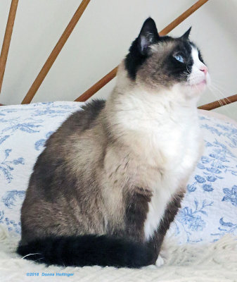 Lilicat on Marthas bed