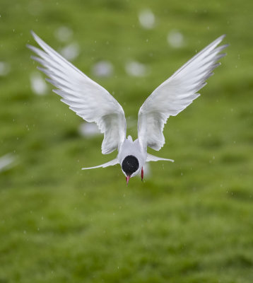 Arctic Tern