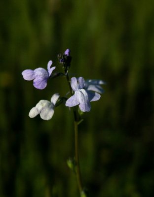 Nuttallanthus texanus