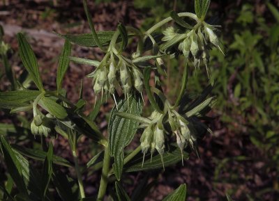 Lithospermum subsetosum