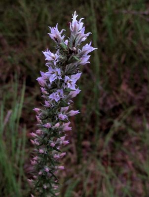 Liatris hesperelegans