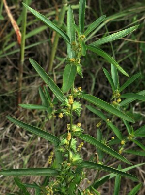 Acalypha monococa