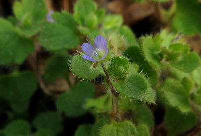 Introduced and Invasive Flora Of Arkansas