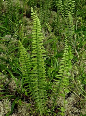 Asplenium platyneuron