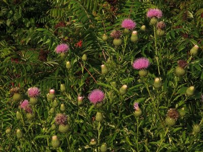 Cirsium altissimum