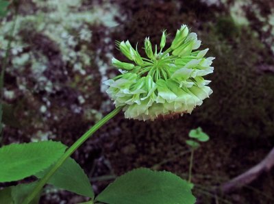 Trifolium reflexum 