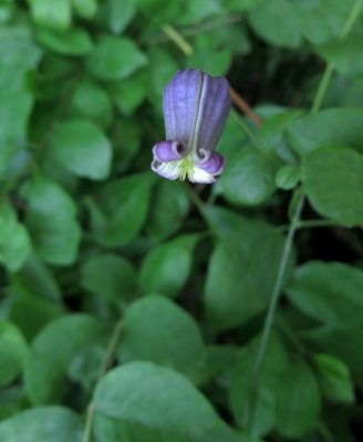 Clematis pitcheri