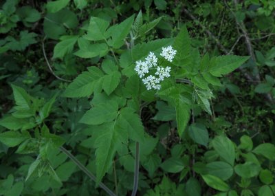 Osmorhiza longistylis