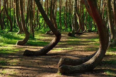 Crooked forest