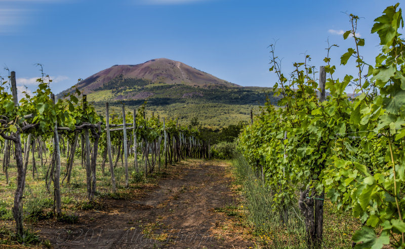 Mount Vesuvius vineyard