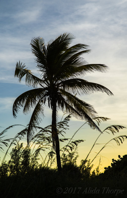 Palm Silhouette