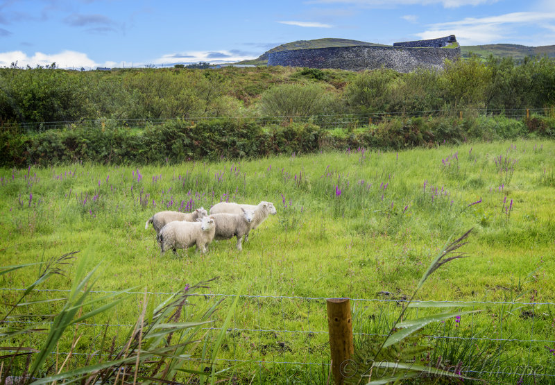 Sheep Ring of Kerry