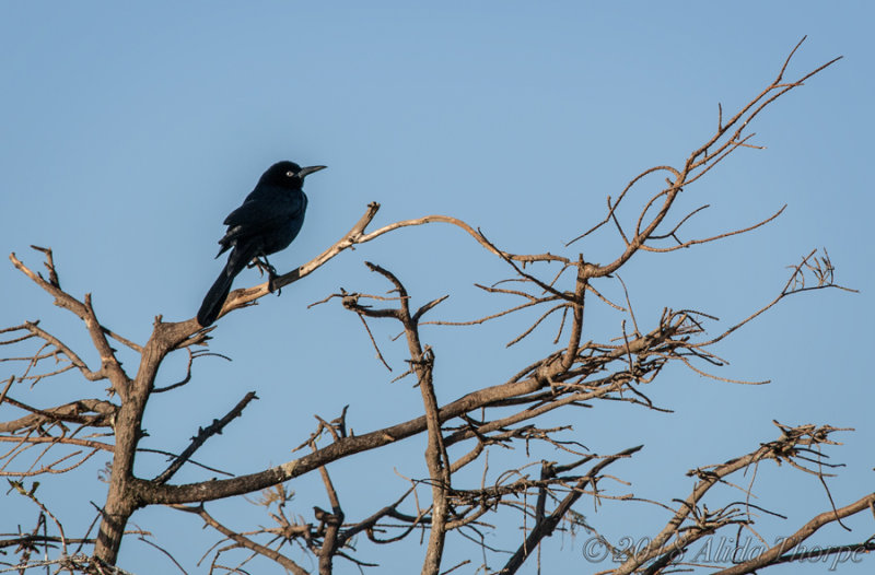 Black Bird Wakodahatchee
