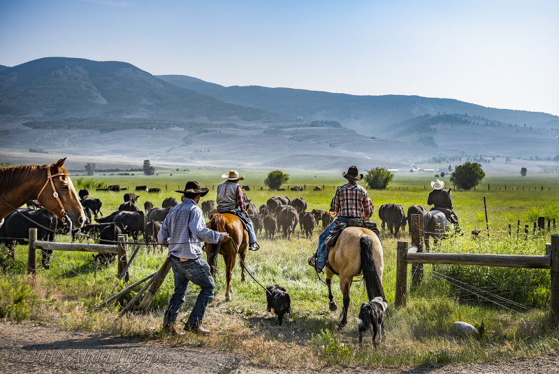 Real Cowboys