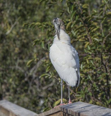 Wood Stork Wakodahatchee