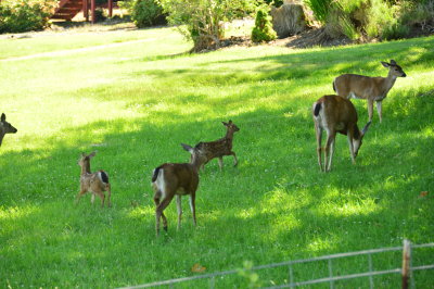 Lots of (unafraid) deer on the island