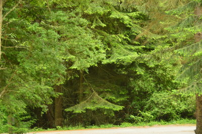 amazing trees!