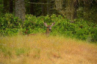 Deer at Joseph Whidbey State Park