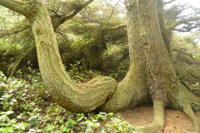 Unique tree at Joseph Whidbey State Park