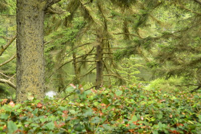 Thick forest at Joseph Whidbey State Park