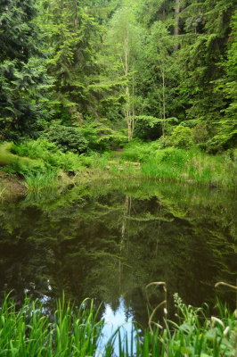 Pond at Meerkerk Gardens