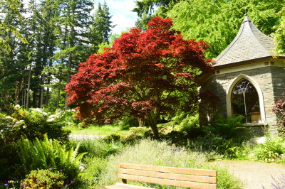 Maple at Meerkerk Gardens