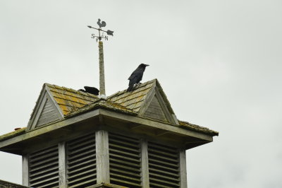 Crows on Old Barn