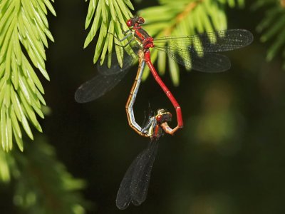 Rd flickslnda - Pyrrhosoma nymphula - Large Red Damsel