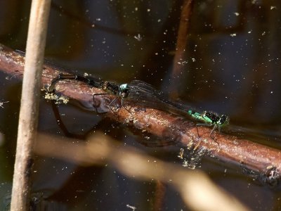 Griptngslickslnda - Coenagrion armatum - Dark Bluet