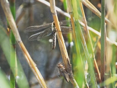 Guldtrollslända - Cordulia aenea - Downy Emerald