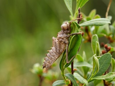 Tvflckad trollslnda - Epitheca bimaculata - Eurasian baskettail