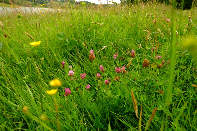 Red  clover  in  the  long  grass .