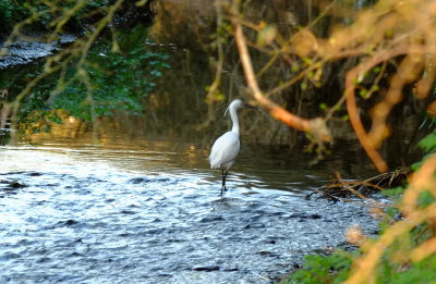  An  egret , sometimes  referred  to  as  a  white  heron , setting  up  shop.