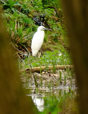 The  egret .