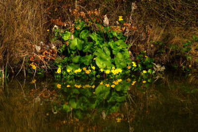 Wild  flowers ,reflecting  in  a  pond .