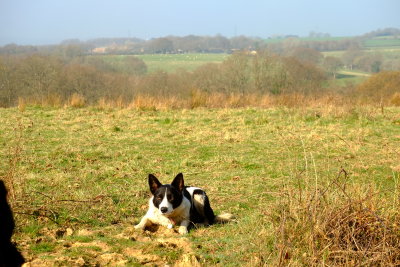 Looking  towards  Westfield , from  Ashenden  Cottage