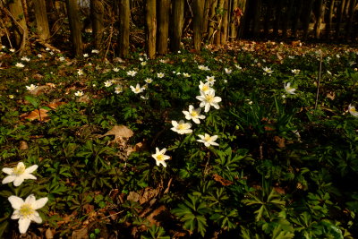 Wild  flowers  blooming