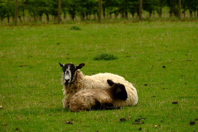 Sheep  with  2017  lamb .