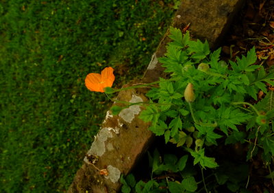 Welsh  poppy  in  bloom .