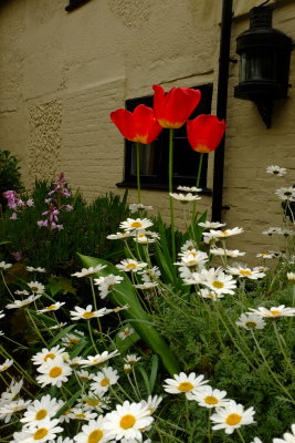 Tulips  and ox-eye daisies in bloom .