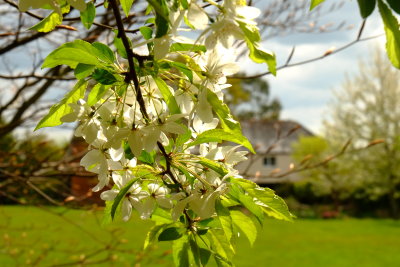 Downoak  Farmhouse  obscured  by  spring  blossom .