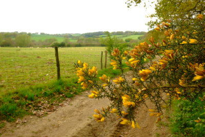 Gorse  bushes  in  bloom , approaching  the  forge  stream .